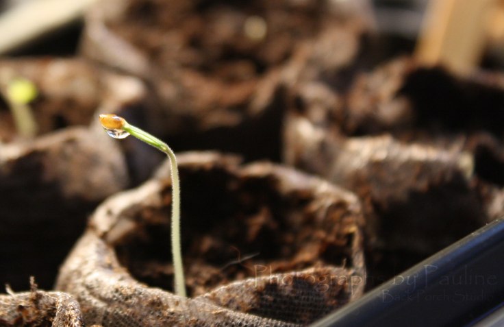 Tomato seedlings sprouting