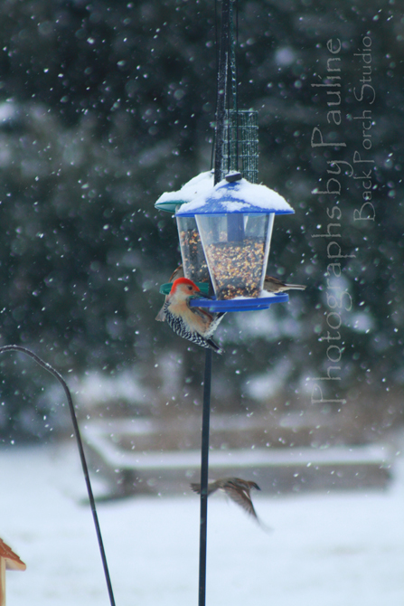 Red Bellied Woodpecker