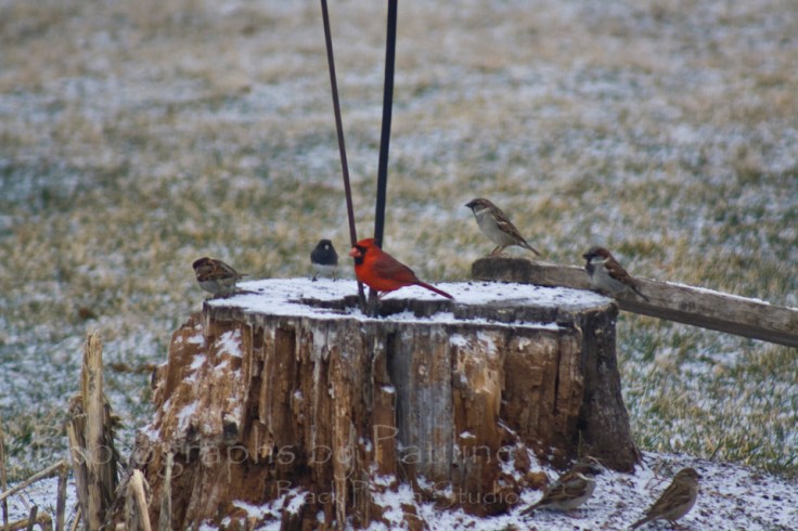 Cardinal, House Sparrow and a Dark-eyed Junco