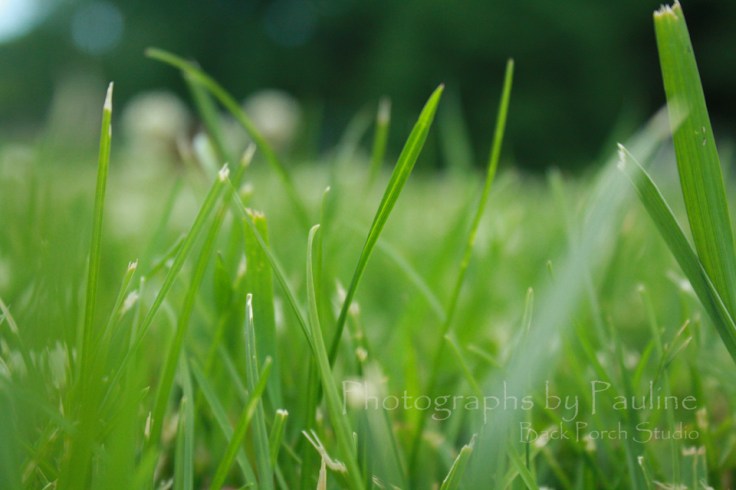 Grass is grown really fast these days!