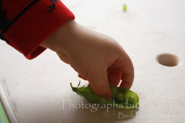 Picking and shelling peas are a great fine motor skill. Not to mention a healthy snack too! 