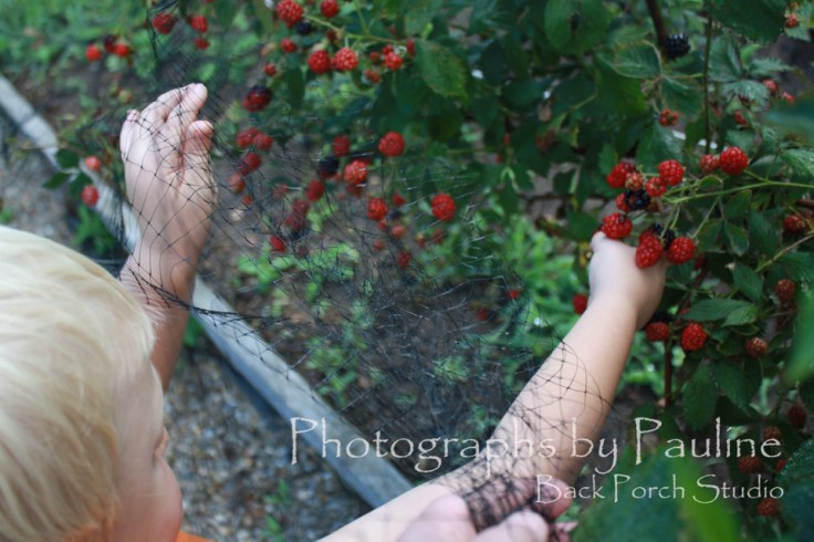 We are having a terrific blackberry season!