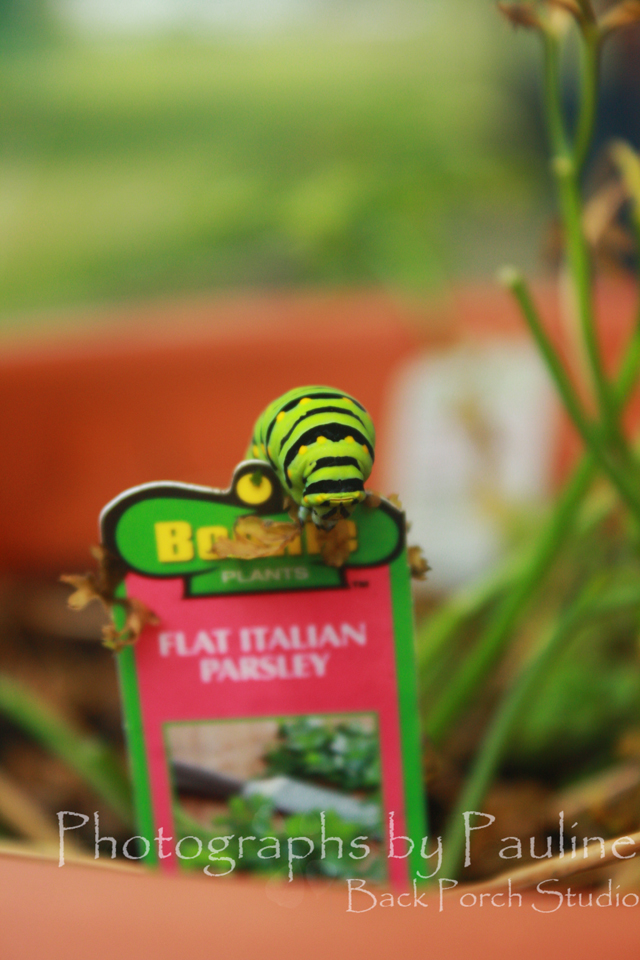 The very hungry caterpillar is not hungry any more. The very hungry caterpillar has gone on to build a cocoon somewhere. 