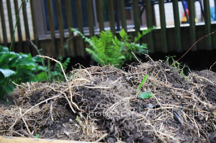 The start of a heap of thick intertwined root masses of Lily of the Valley. 