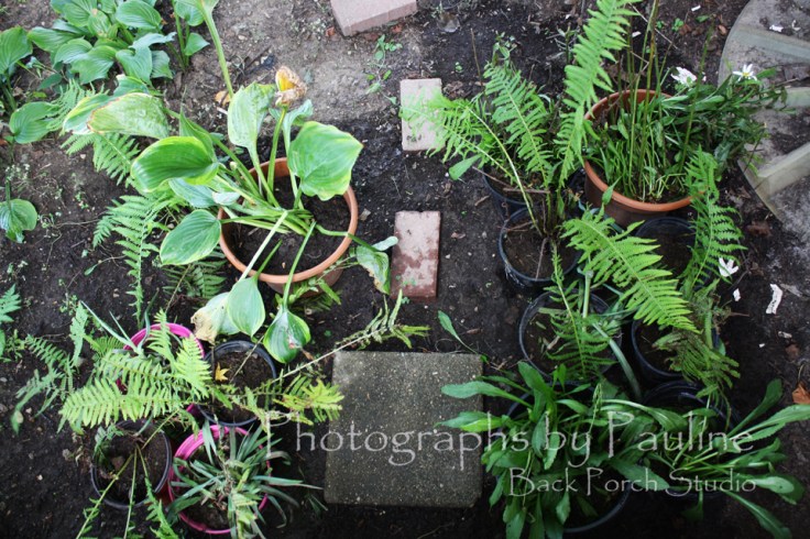 I was able to salvage some of my perennials. Now, they wait in their pots until I rid the garden soil of all the Lily of the Valley rhizomes. 