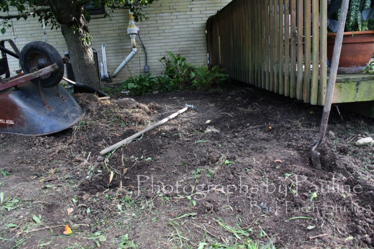 With the perennials removed, raking up all the rhizomes will be next followed by a chemical treatment and mulch. 